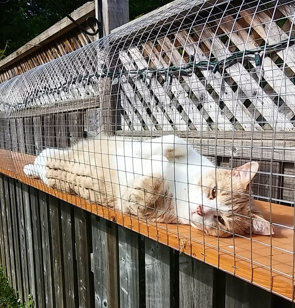 DIY Cat Outdoor Enclosure
 Another awesome outdoor cat enclosure