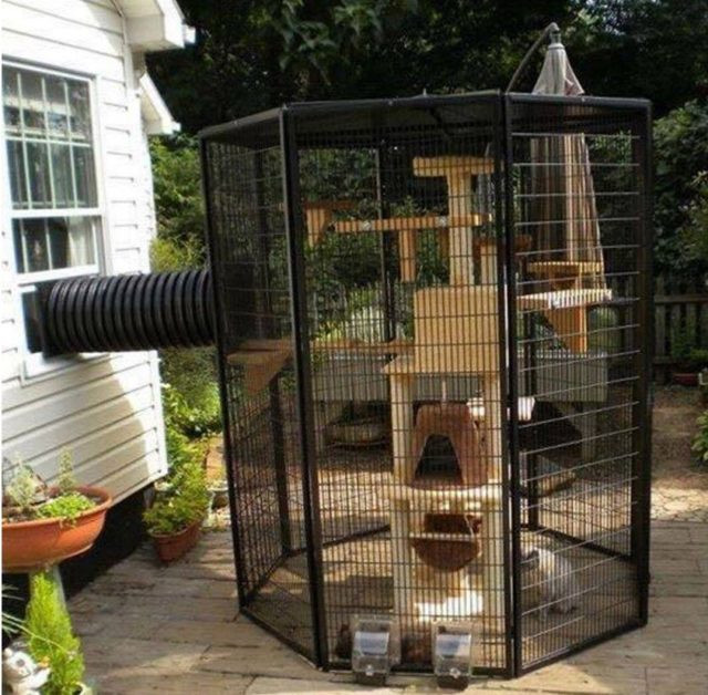 DIY Cat Outdoor Enclosure
 Outdoor Cat Enclosures