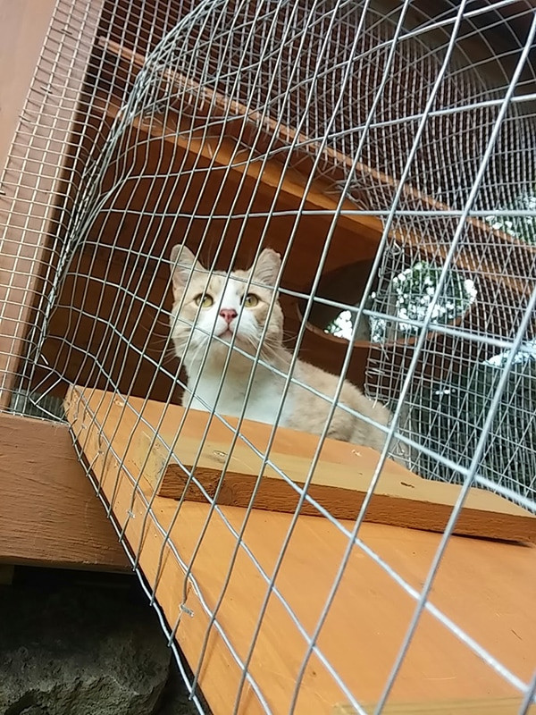 DIY Cat Outdoor Enclosure
 Another awesome outdoor cat enclosure