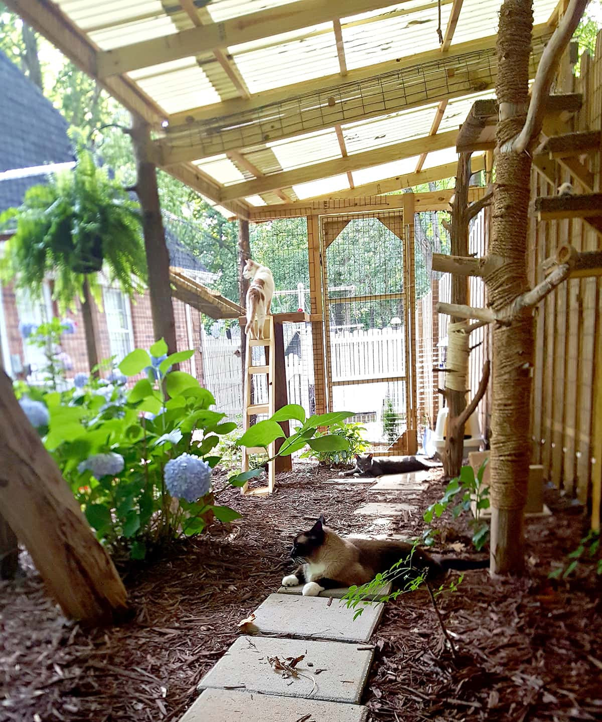 DIY Cat Outdoor Enclosures
 Connected outside cat enclosures with an enclosed tree