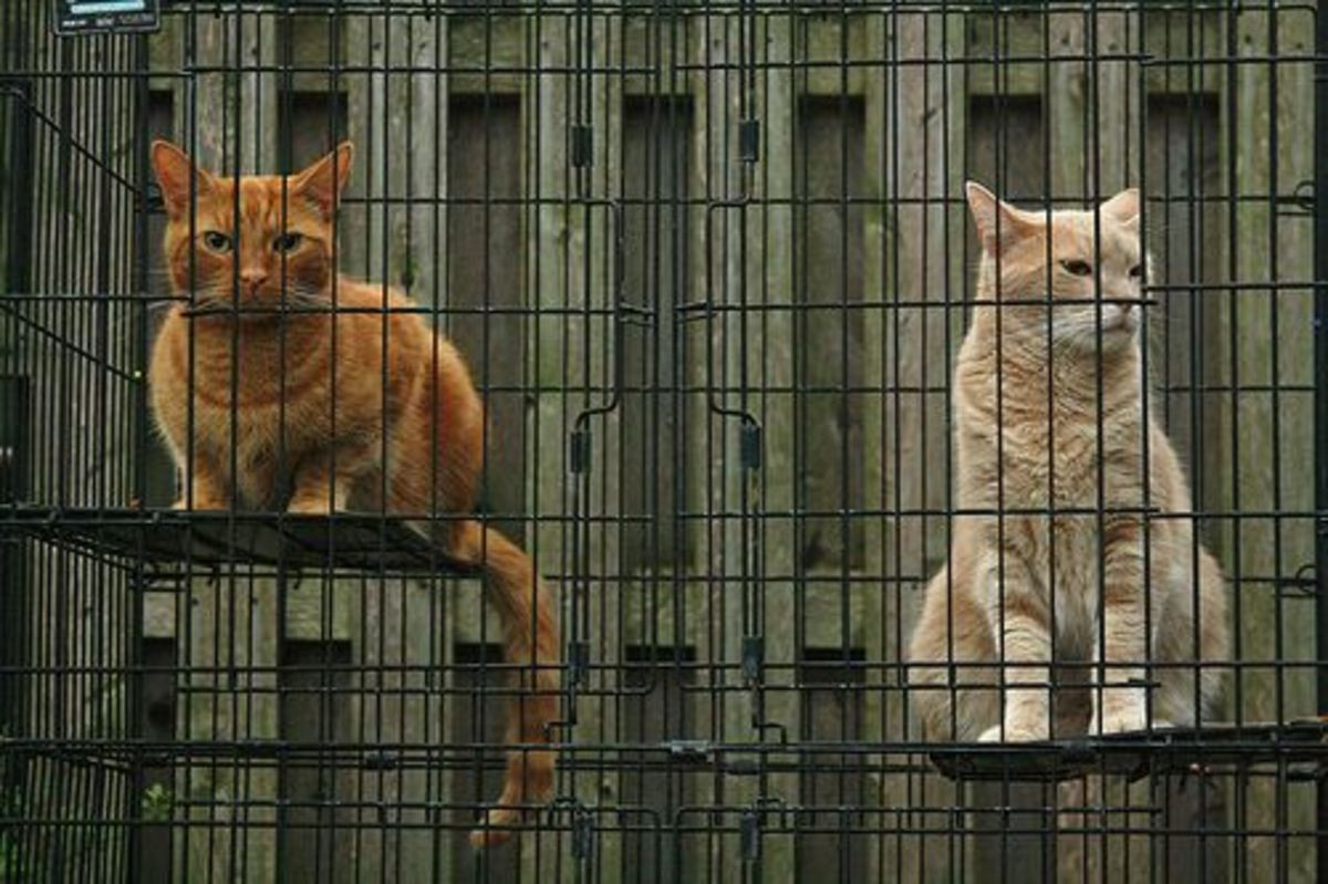 DIY Cat Outdoor Enclosures
 DIY Build An Outdoor Cat Enclosure In 5 Easy Steps