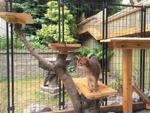 DIY Cat Outdoor Enclosures
 Awesome DIY backyard Cat Enclosure