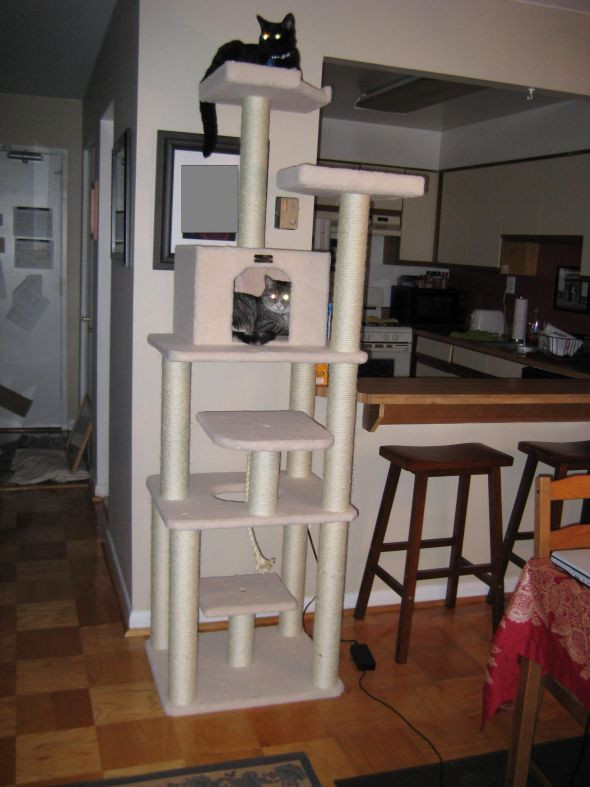 DIY Cat Tree Plans
 Build a furniture with plan This is Floor to ceiling cat