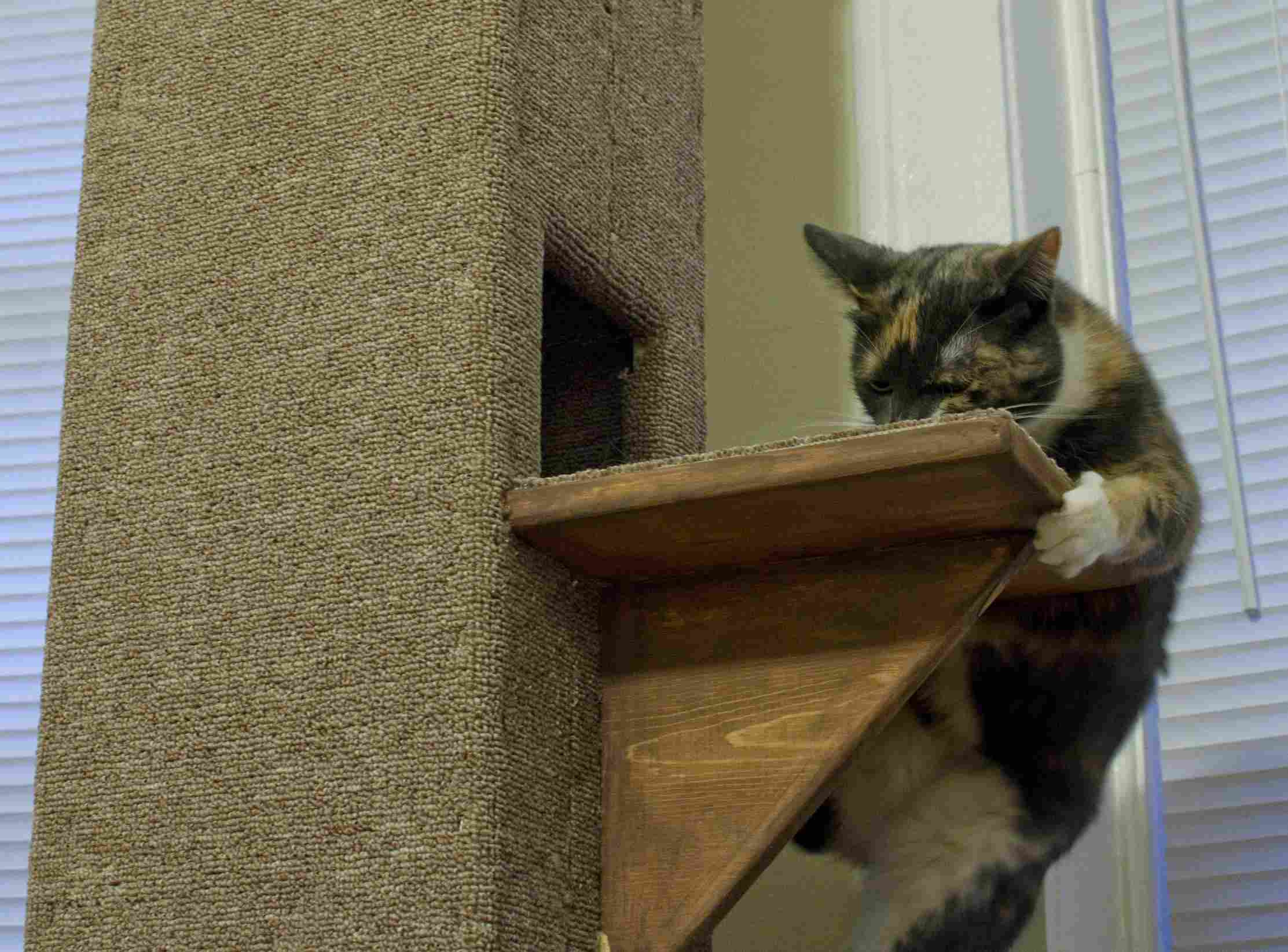 DIY Cat Tree Plans
 8 DIY Cat Tree Plans You Can Get for Free