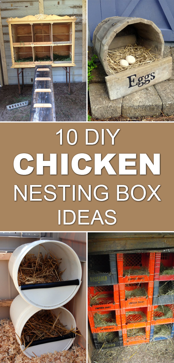 DIY Chicken Nesting Boxes
 10 DIY Chicken Nesting Box Ideas