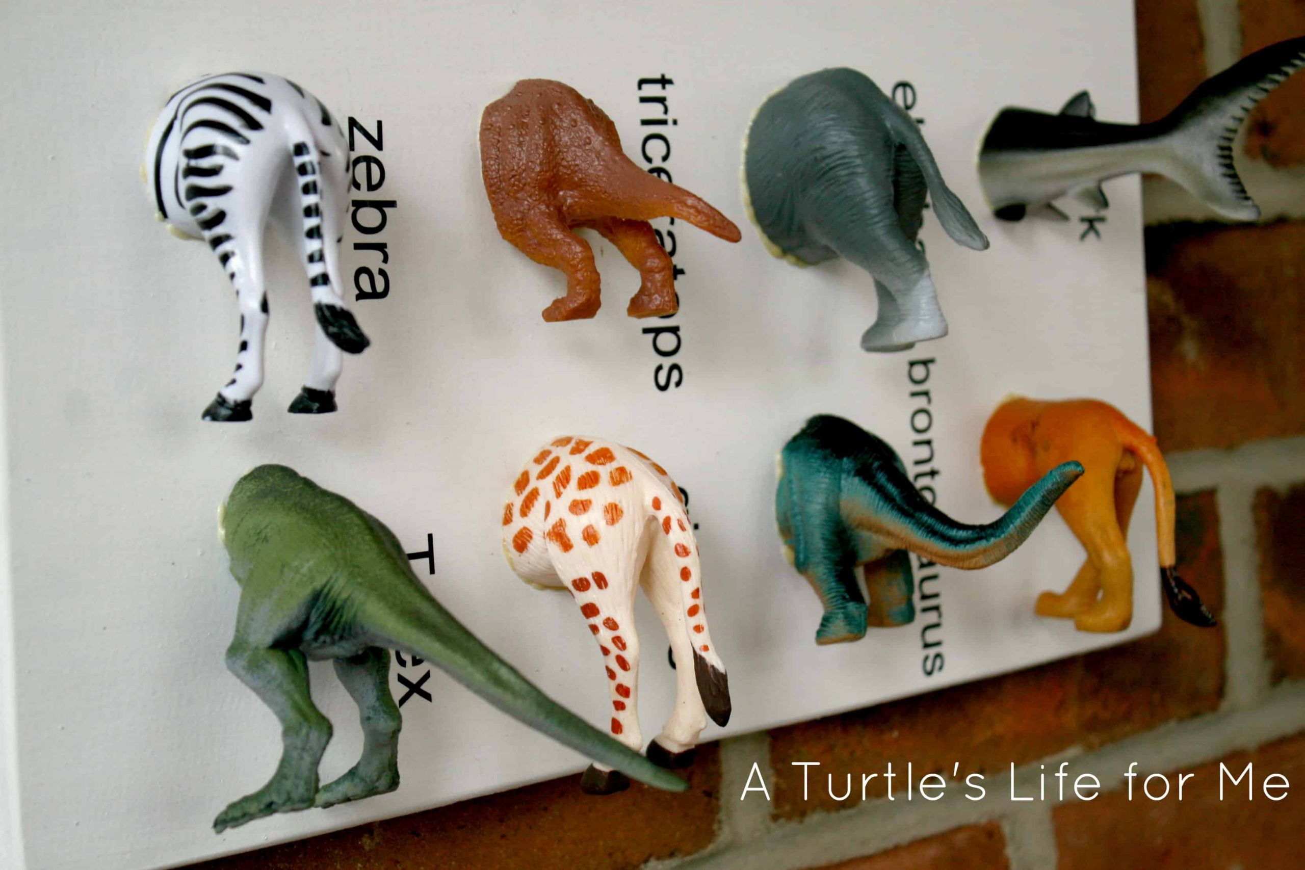 DIY Christmas Gifts For Boy
 Animal Specimen Art A Turtle s Life for Me