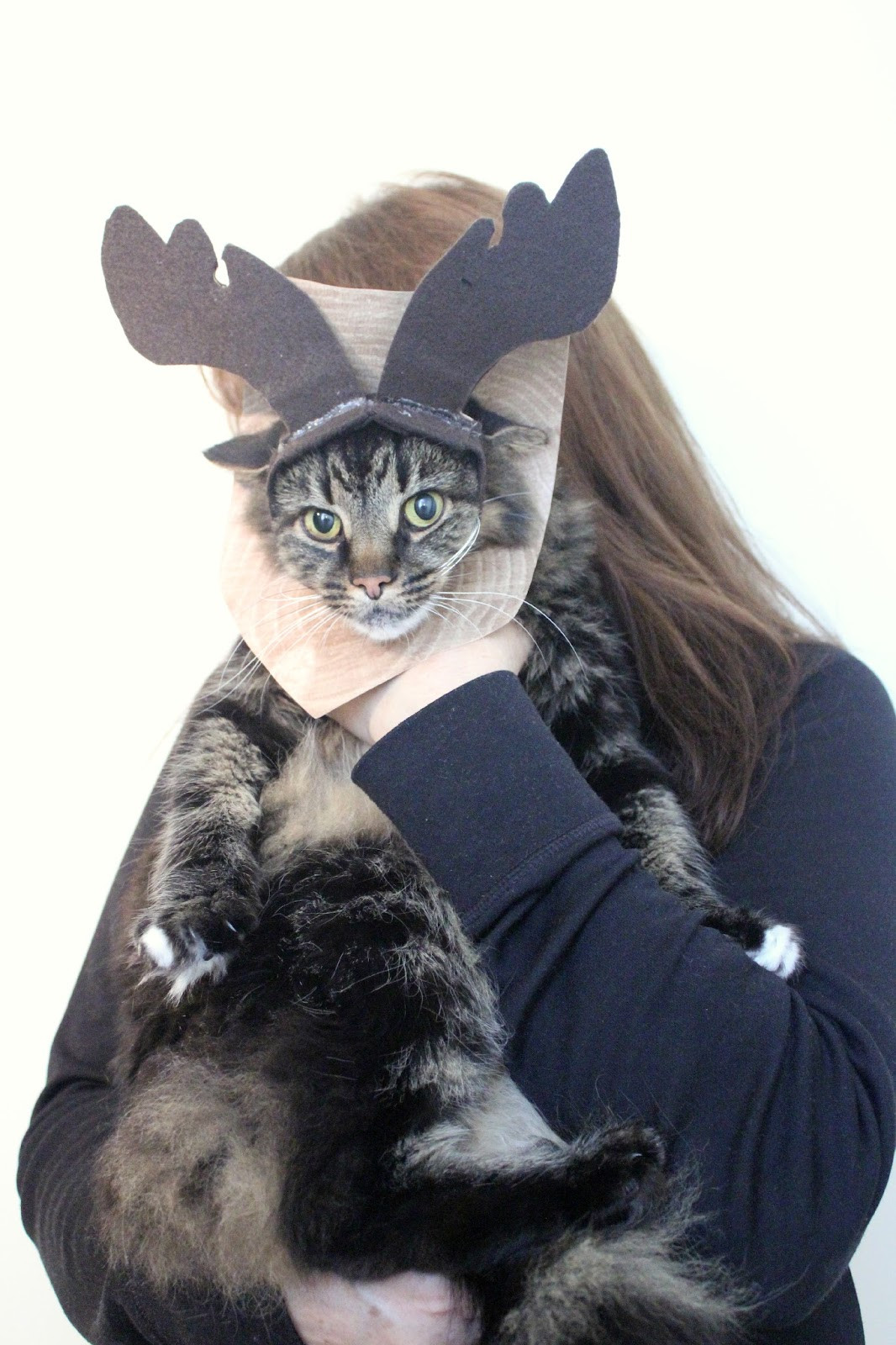 DIY Costume For Cat
 EAT SLEEP MAKE MichaelsMakers The Incredible Mounted