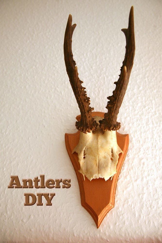 DIY Deer Antler Decor
 Deer Antlers DIY wall decor