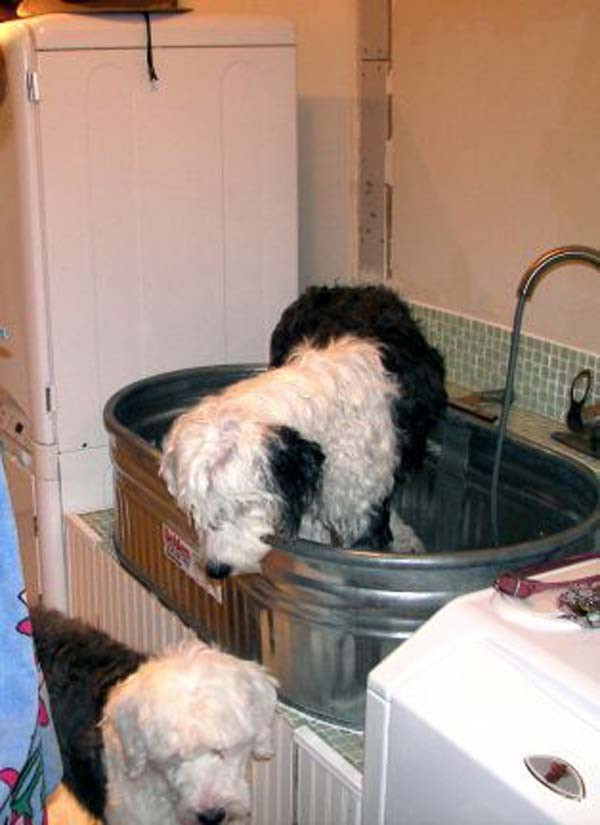 DIY Dog Bathing
 17 Insanely Cool Bathroom Ideas For Your Doggies Amazing