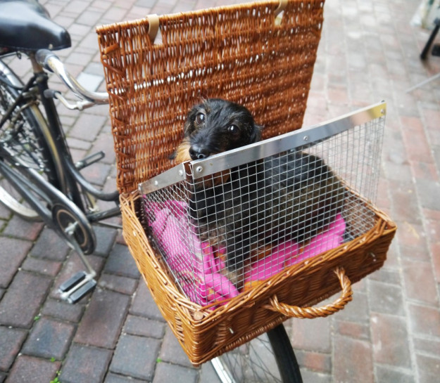 DIY Dog Bike Basket
 DIY dog bicycle basket