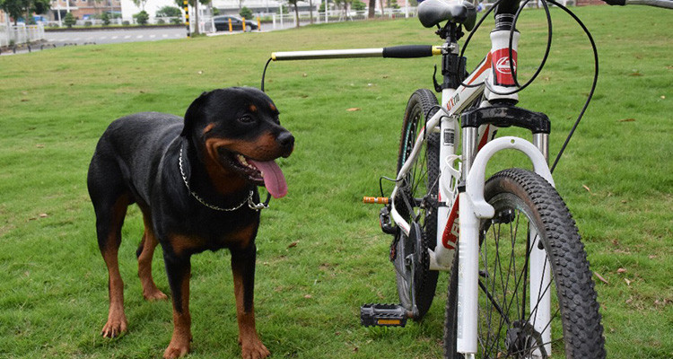 DIY Dog Bike Leash
 Top 5 Best Dog Bike Leash Reviews Buyers Guide 2019