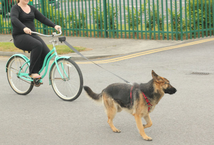 DIY Dog Bike Leash
 Bicycle Leash For Sale in Clonmel Tipperary from jamie121