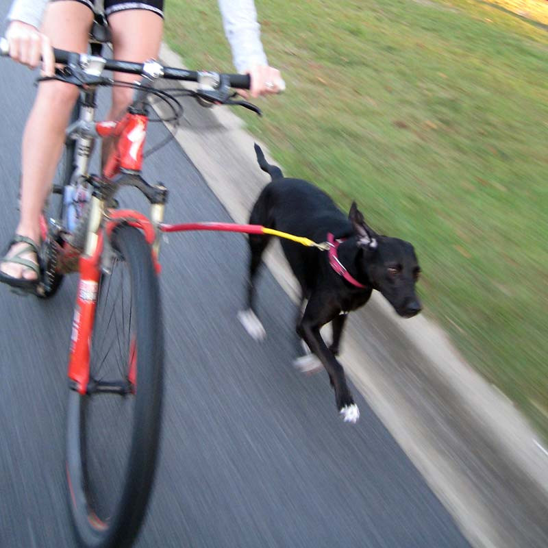 DIY Dog Bike Leash
 Bike Tow Leash Dog Bicycle Attachment