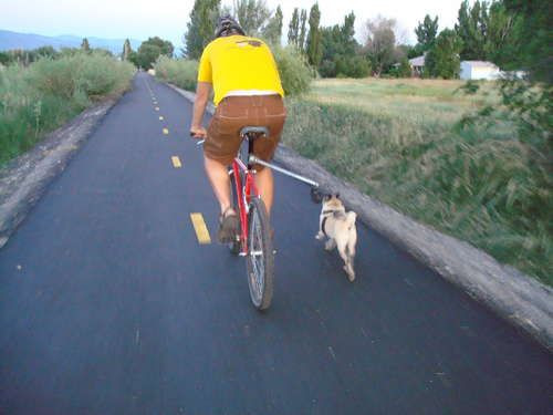 DIY Dog Bike Leash
 64 best images about Bicycle Dog Leash on Pinterest