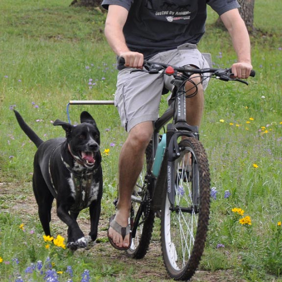 DIY Dog Bike Leash
 Dog Bike Leash Buyers Guide