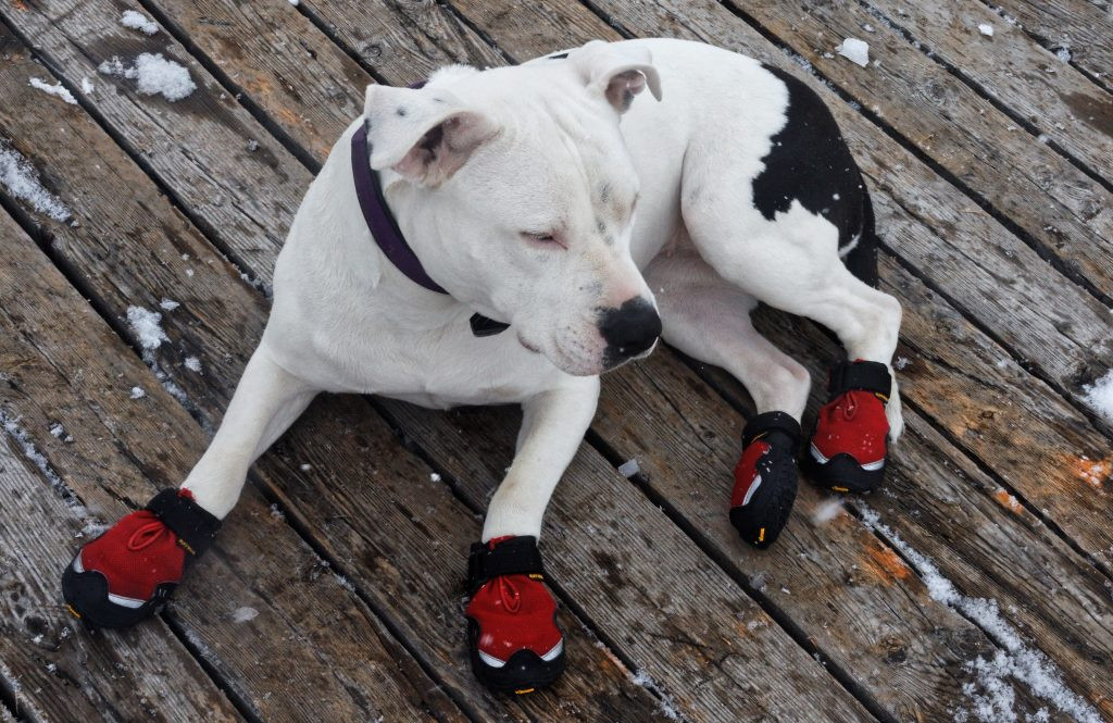 DIY Dog Booties For Hot Pavement
 How To Make Dog Booties DIY Guide