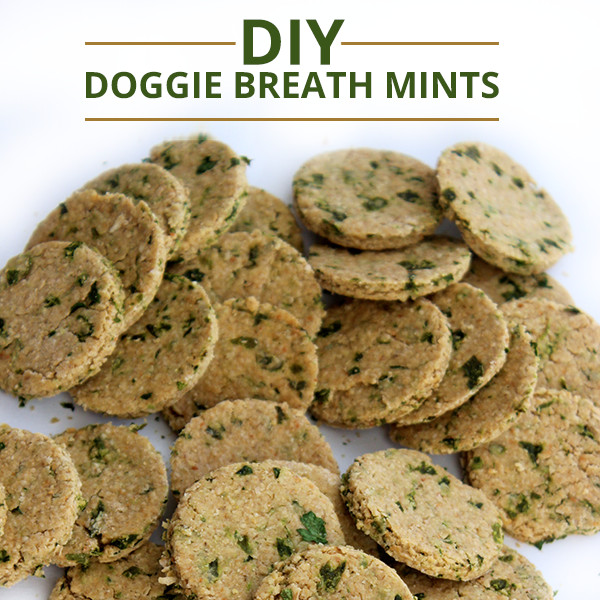 DIY Dog Breath Freshener
 7 Homemade Mint Dog Treats for Fresh Doggy Breath