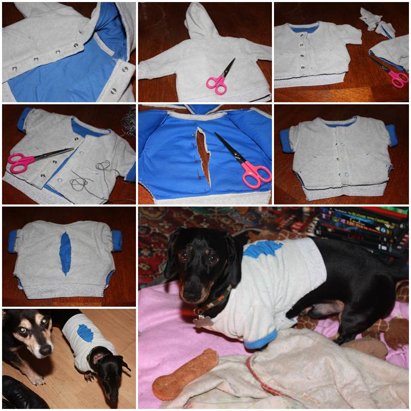 DIY Dog Coat
 DIY Dog Coat with Dollar Store Materials