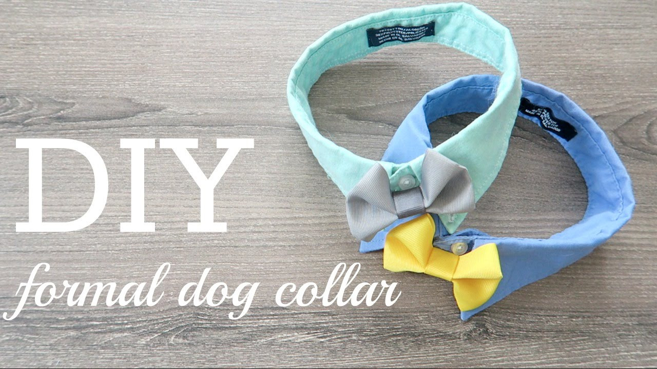 DIY Dog Collar
 DIY 3 Formal Dog Collar & Call for COLLAB