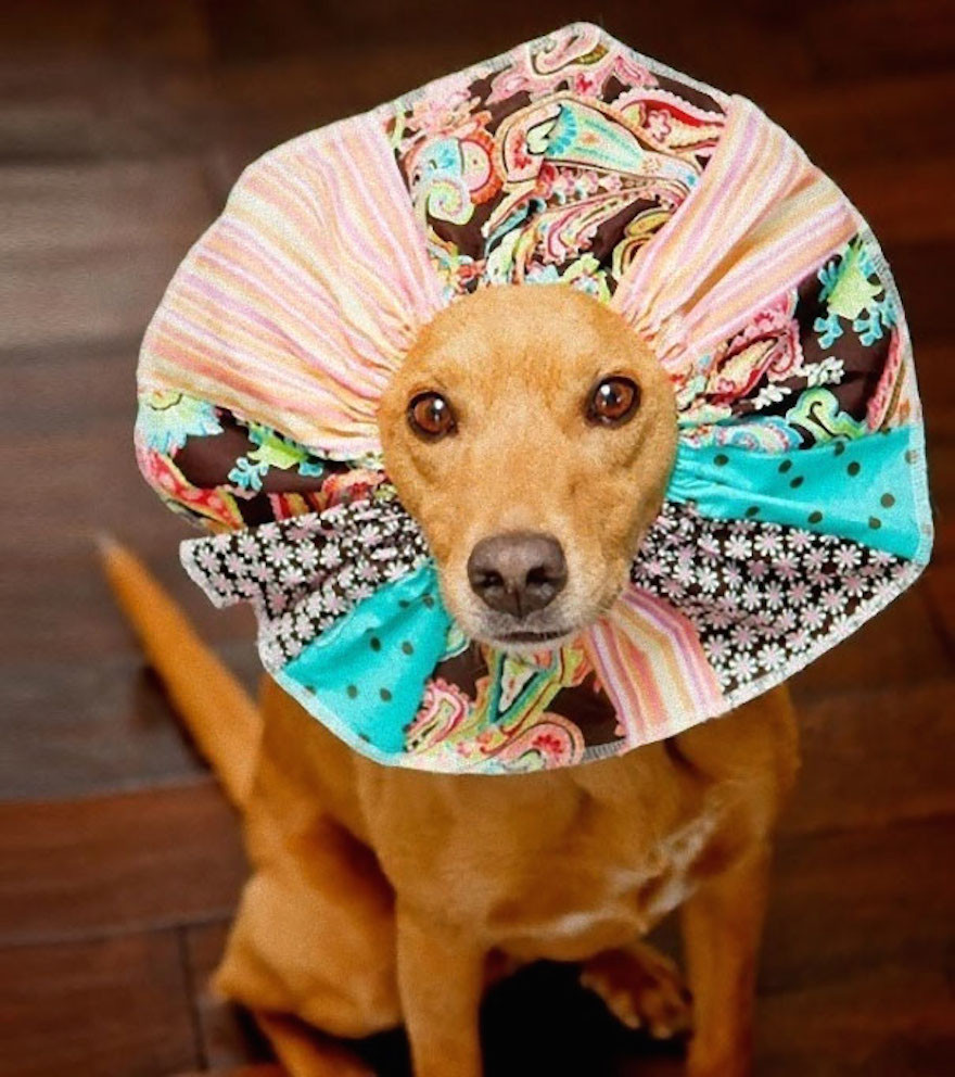 DIY Dog Cone Collar
 19 Creative Pet Cones That Your Pet Will Hate Even More
