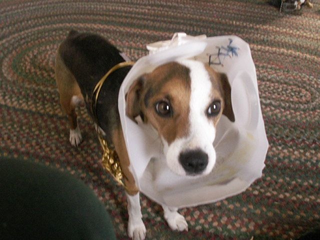 DIY Dog Cone Collar
 Homemade "cone of shame" worked like a charm