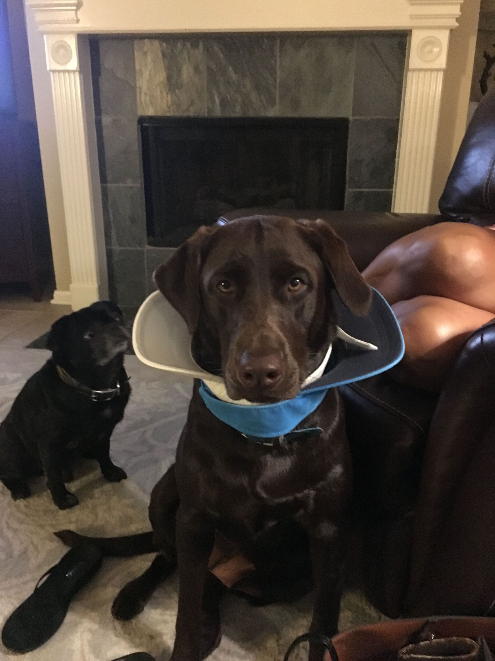 DIY Dog Cone Collar
 DIY dog cone collar