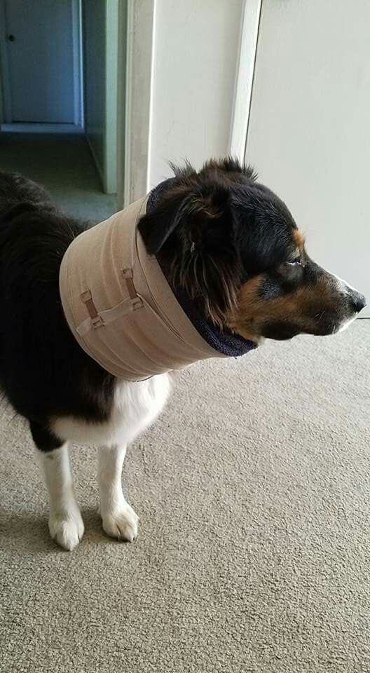 DIY Dog Cone Collar
 Homemade cone alternative The cone was banging against
