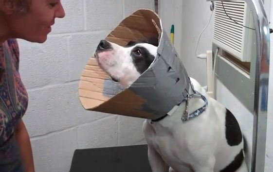 DIY Dog Cone Collar
 DIY Cardboard Dog Cone of Shame so much better than