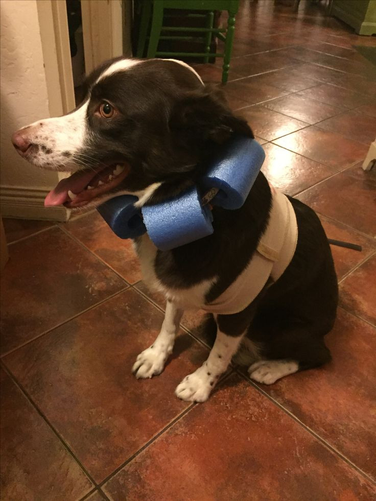 DIY Dog Cone Collar
 DIY dog cone