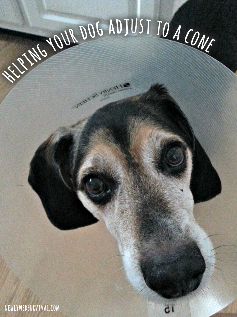 DIY Dog Cone Collar
 How to Help Your Dog Adjust to a Cone Collar BrightMind