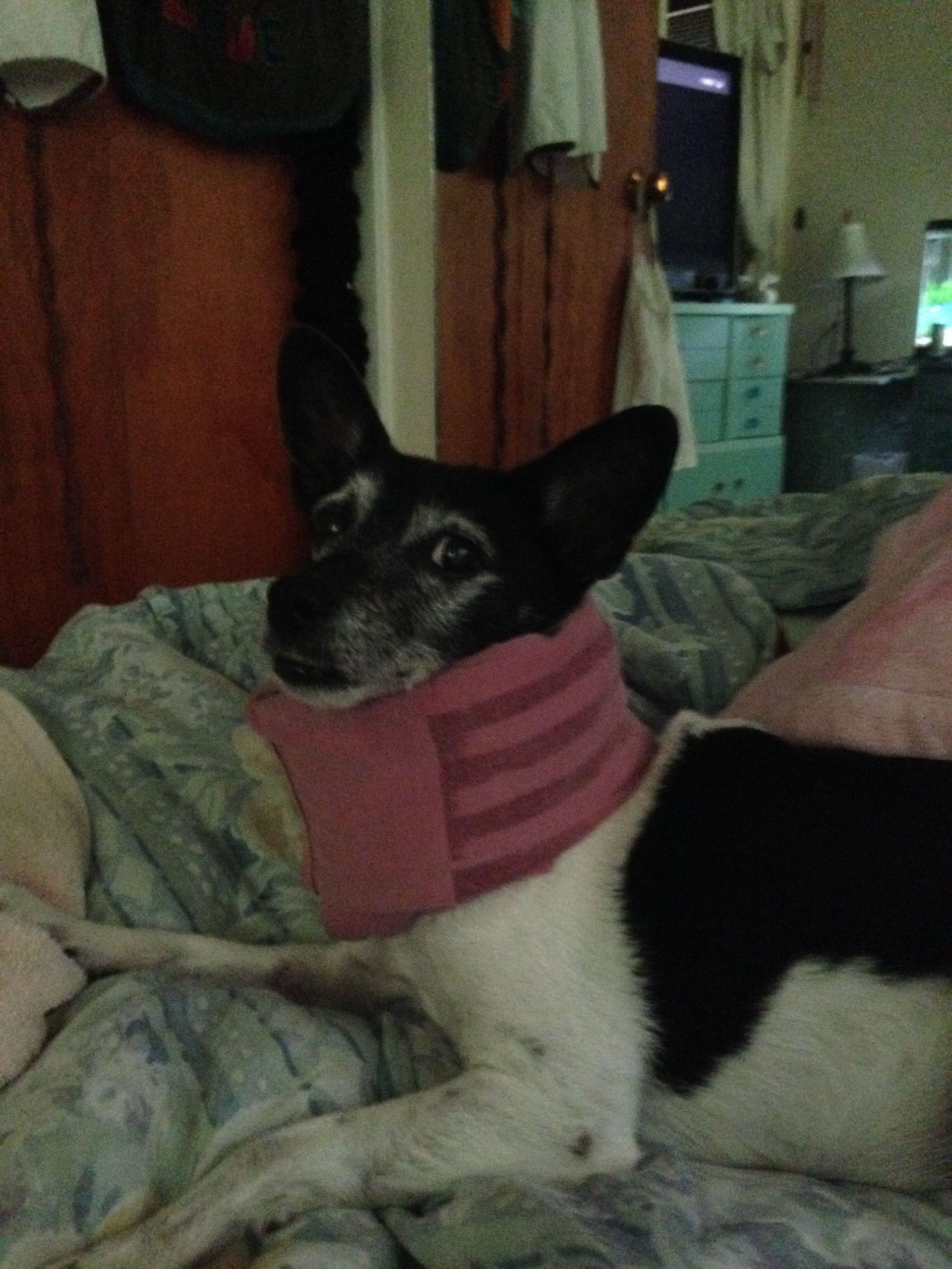 DIY Dog Cone Collar
 DIY dog e collar Folded soft t shirt secured with duct