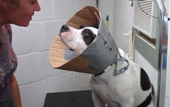 DIY Dog Cones
 DIY Cardboard Dog Cone of Shame so much better than