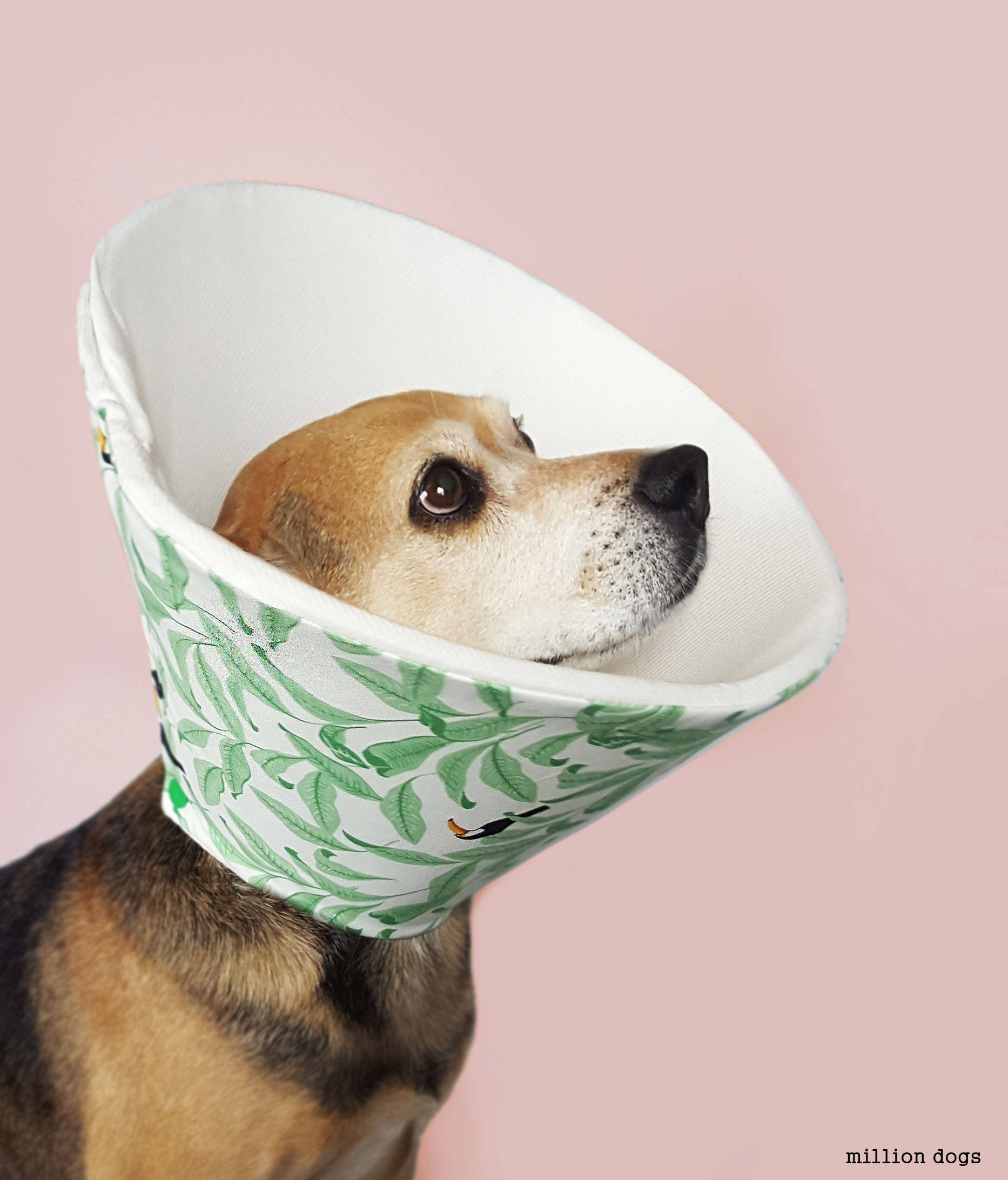 DIY Dog Cones
 7 Alternatives to the Plastic Dog Cone