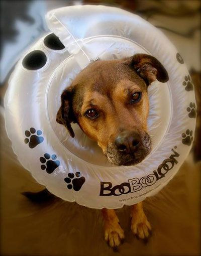 DIY Dog Cones
 5 Alternatives to the Cone of Shame
