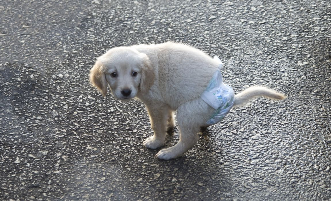 DIY Dog Diapers
 7 DIY Dog Diaper Ideas Homemade Puppy Diapers for Messes