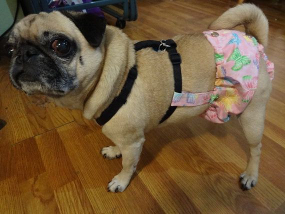 DIY Dog Diapers
 Best 25 Dog diapers ideas on Pinterest