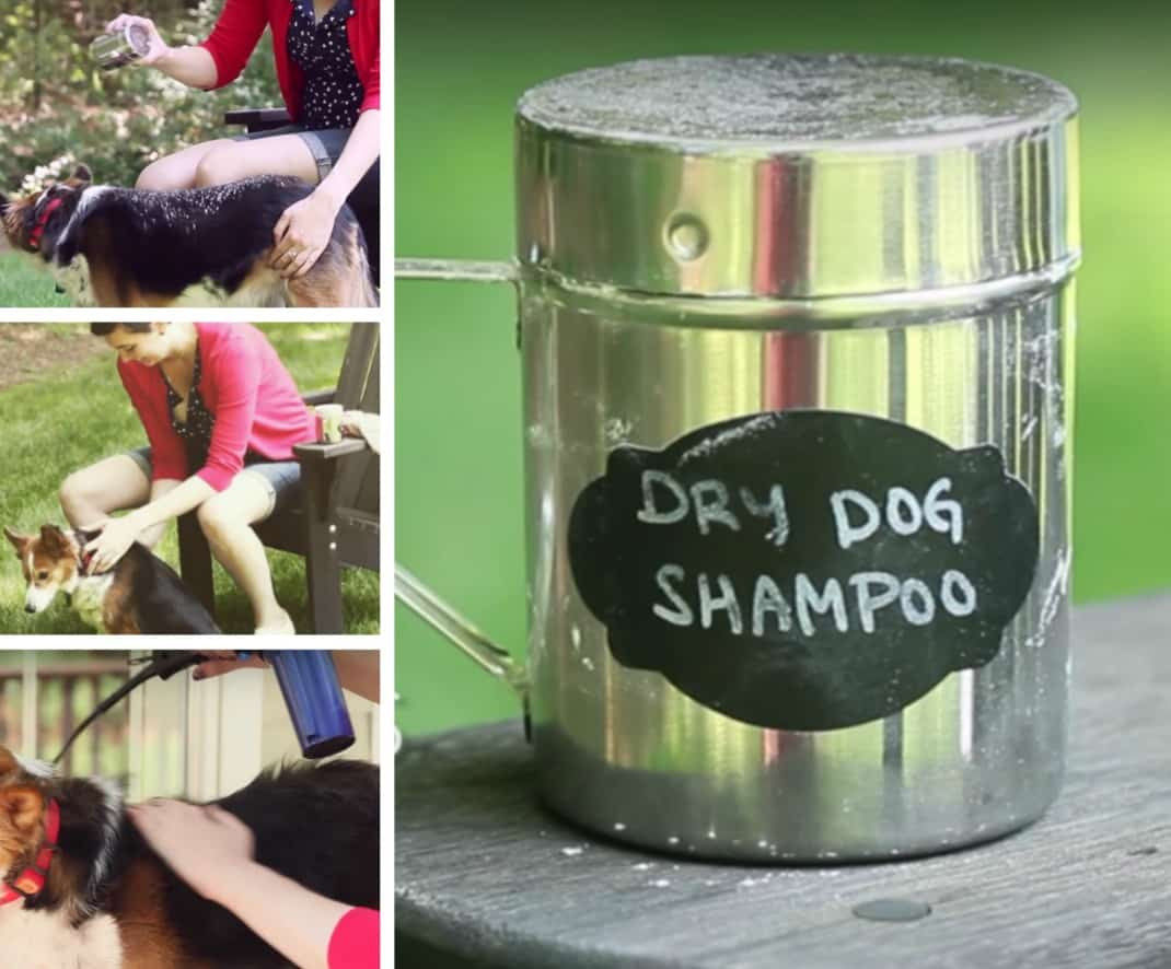 DIY Dog Dry Shampoo
 Dry Dog Shampoo Homemade Recipe Video Tutorial