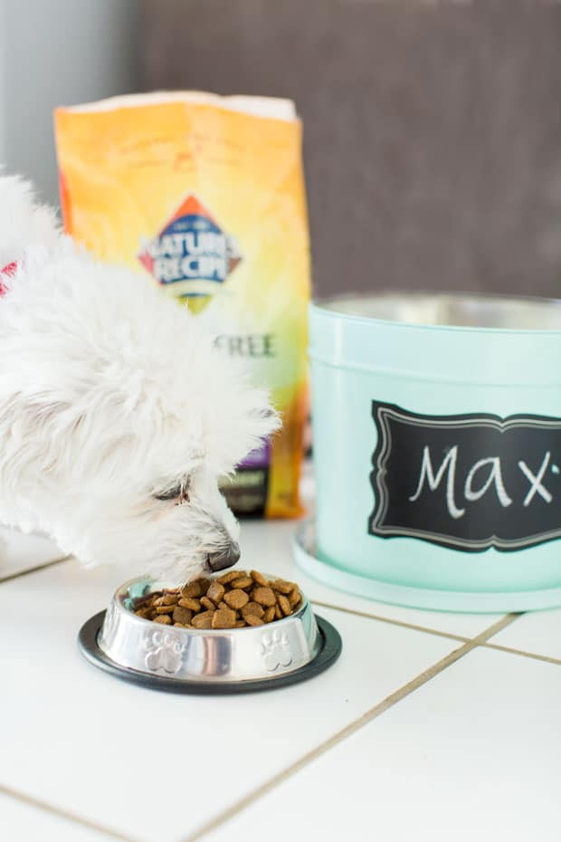 DIY Dog Food Container
 Celebrate Pet Month with This Great DIY Dog Food Container