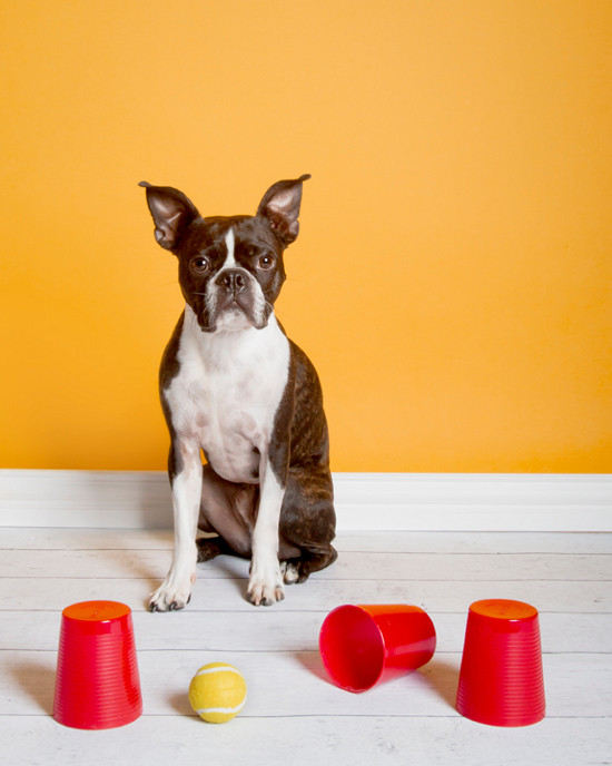 DIY Dog Games
 DIY DOG TOY DIY THINKING DOG GAME – Pawsh Magazine