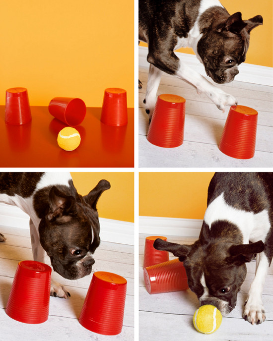 DIY Dog Games
 DIY DOG TOY DIY THINKING DOG GAME – Pawsh Magazine