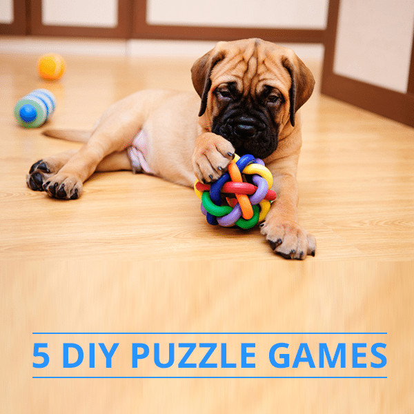 DIY Dog Games
 5 DIY Dog Puzzle Games