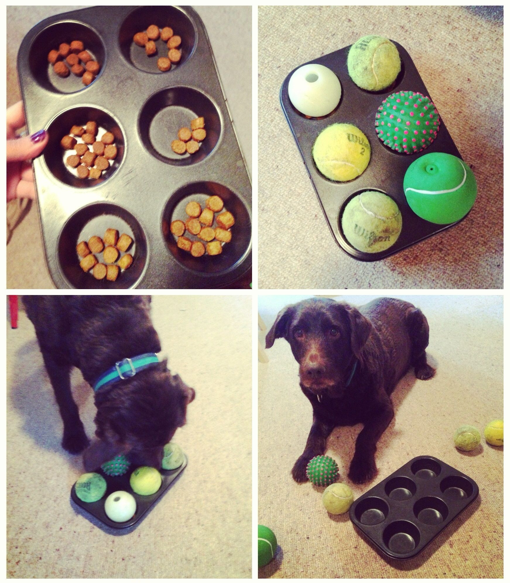 DIY Dog Games
 We love this simple DIY dog boredom buster It will keep