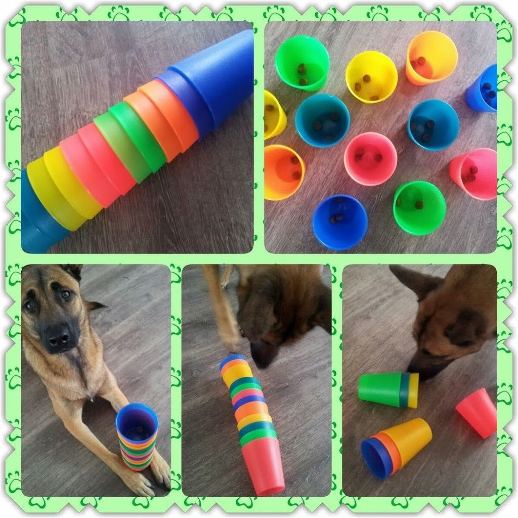 DIY Dog Games
 Brain Game 32 Place a treat inside plastic cups and