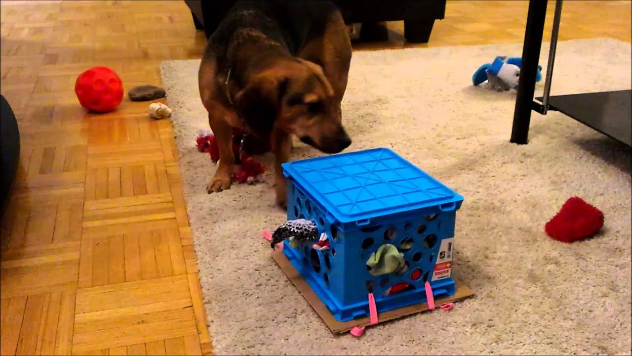DIY Dog Games
 DIY dog puzzle