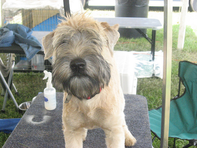 DIY Dog Grooming Arm
 How to Make a Grooming Table Arm