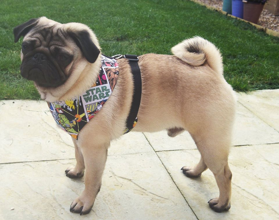 DIY Dog Harness
 DIY Dog Harness Sewing Pattern and Full Instructions PDF