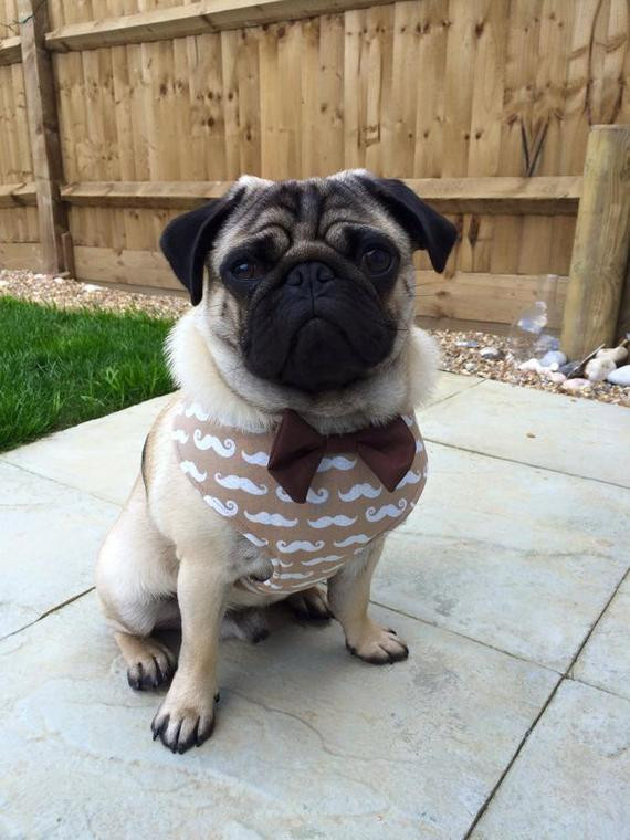DIY Dog Harness
 DIY Dog Harness Sewing Pattern and Full by Pugsnkissesuk