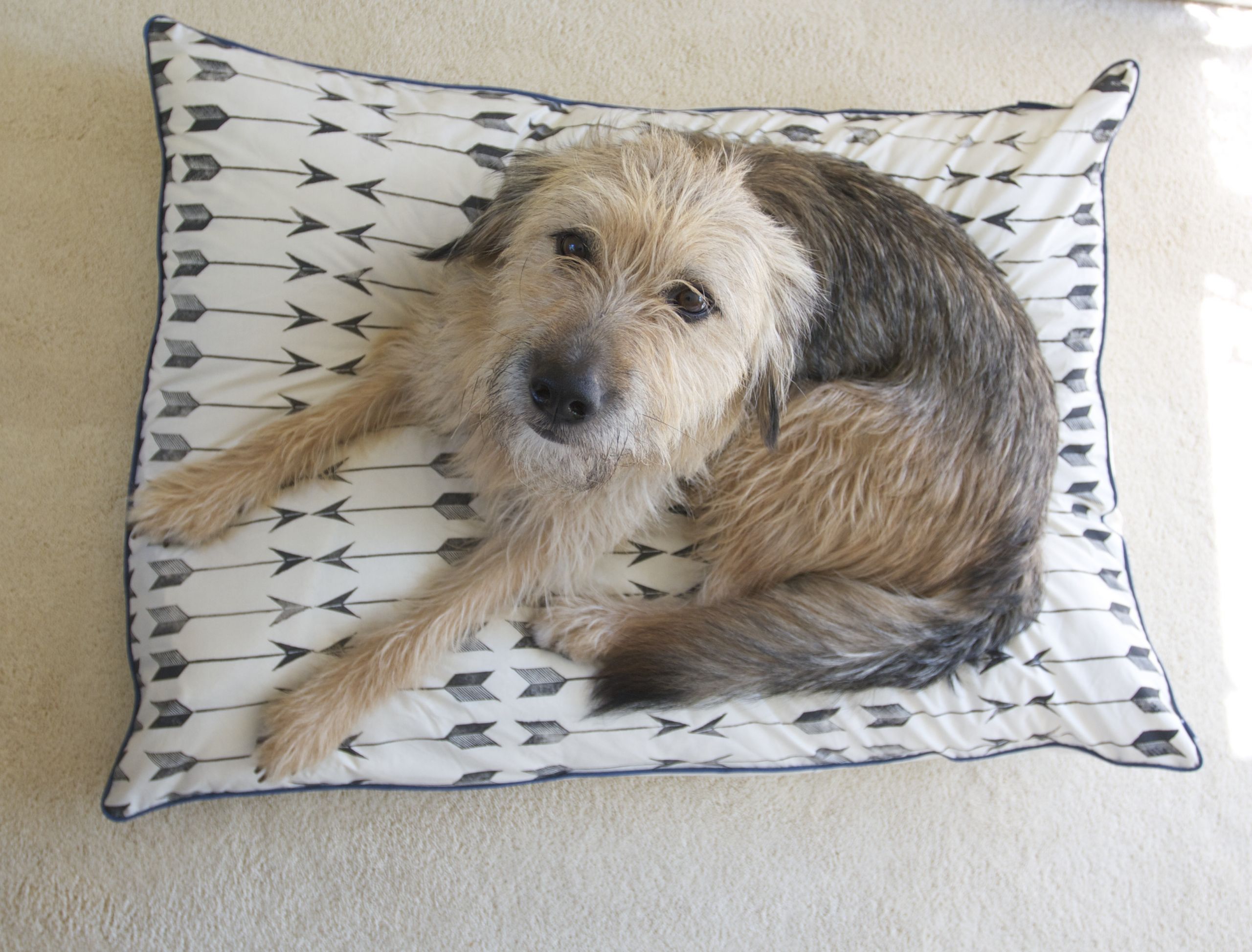 DIY Dog Pillow
 8 Super Cosy and Easy Dog Pillows to Make