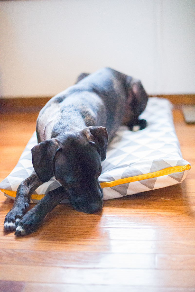 DIY Dog Pillow
 8 Super Cosy and Easy Dog Pillows to Make