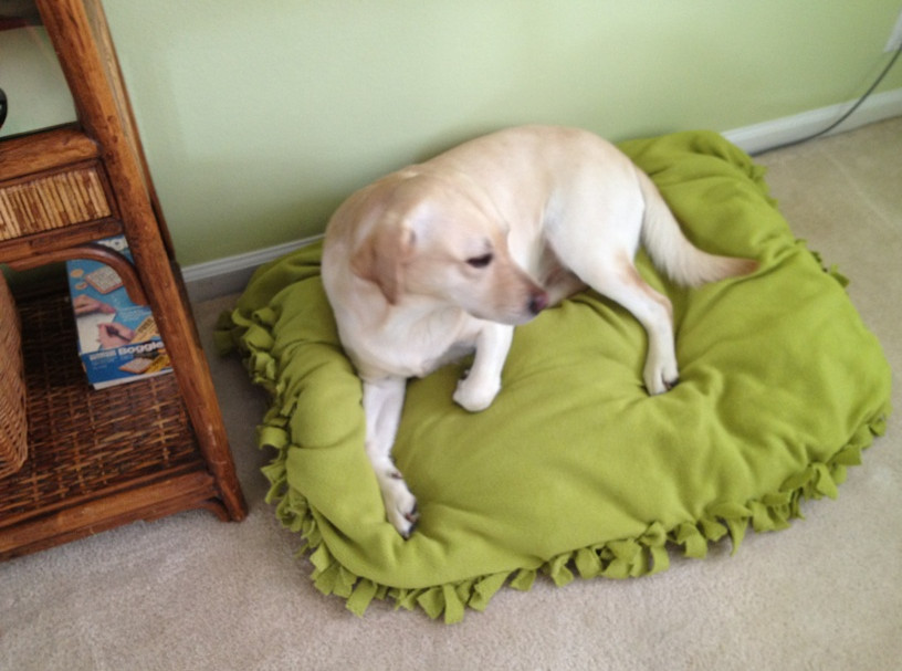 DIY Dog Pillow
 DIY NO SEW Doggy Bed or Floor Pillow